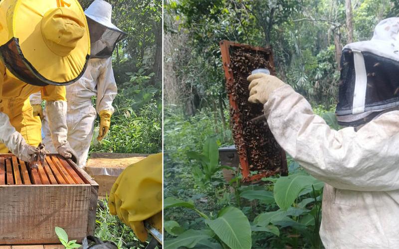 Productores apícolas de La Libertad aprenden a controlar la varroa