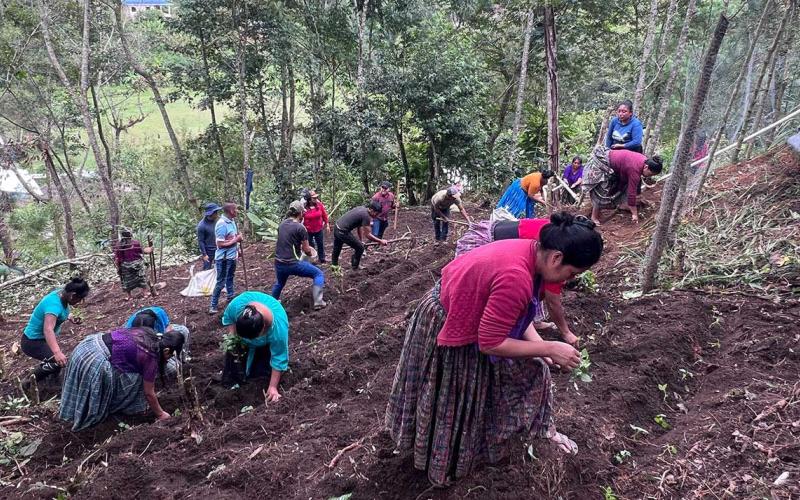 Siembran mil pilones de hortalizas para impulsar la economía comunitaria en Cobán