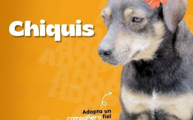 Ellos están listos para llenarte de amor y ternura
