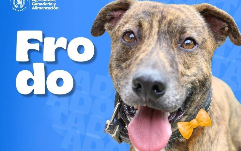 Cata, Natasha y Frodo están en busca de hogar