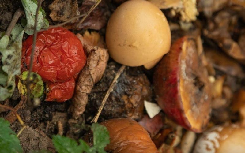 Día Internacional de Conciencia sobre la Pérdida y Desperdicio de Alimentos