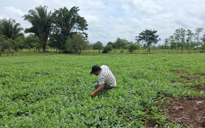 Productores de El Chal fortalecen el manejo del cultivo de sandía
