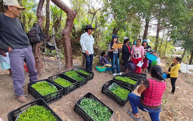 Producción de hortalizas fortalece alimentación de familias jalapanecas