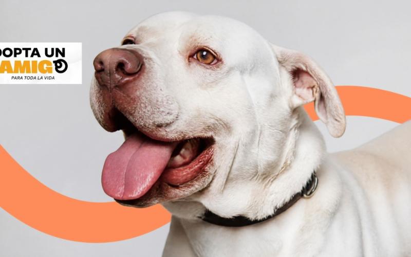 Requisitos para la adopción de una mascota