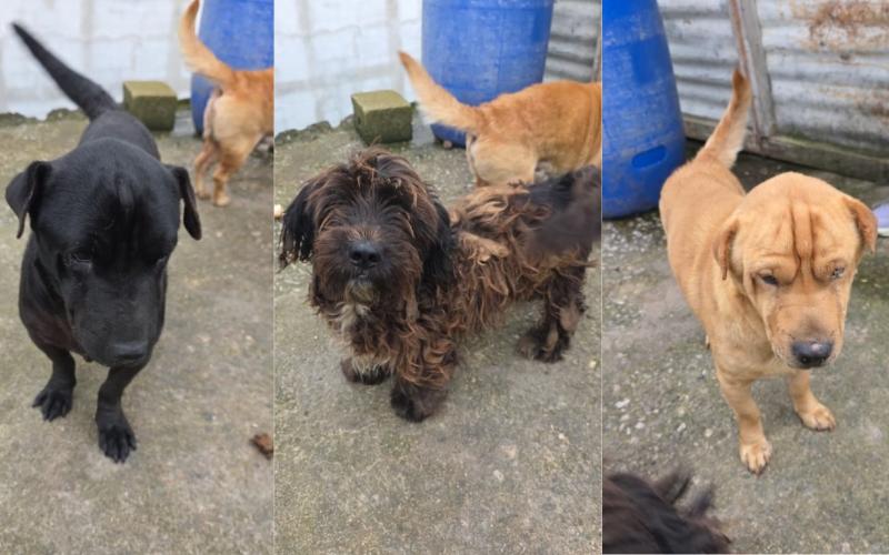 Entregan tres perros por incumplir medidas de bienestar animal
