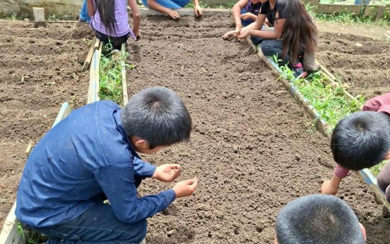 Estudiantes de San Pedro Carchá aprenden de agricultura con los huertos escolares