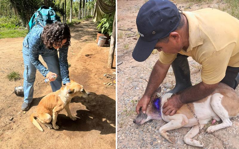 Atienden casos de Gusano Barrenador en perros en cuatro departamentos