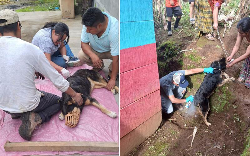 En cinco comunidades atendieron a perros afectados por Gusano Barrenador