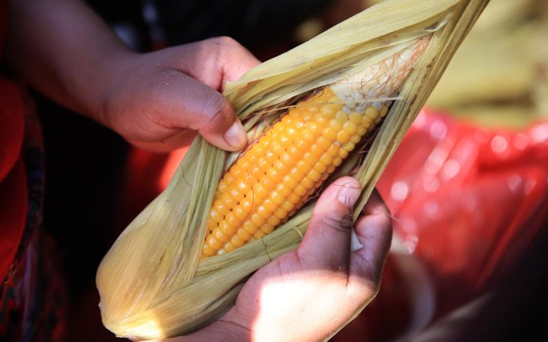 Buena cosecha del norte del país favorece el abastecimiento y los precios