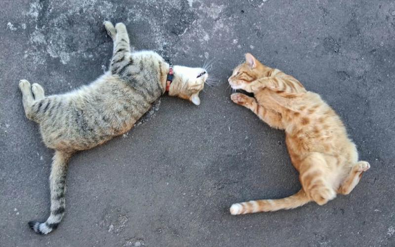 Día internacional del Gato