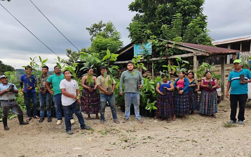 Continúa impulso del cultivo de cacao en comunidades de Poptún y San Luis