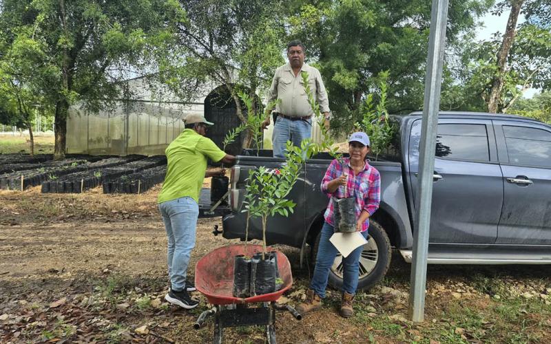 Doce municipios de Petén son beneficiados con plantas cítricos