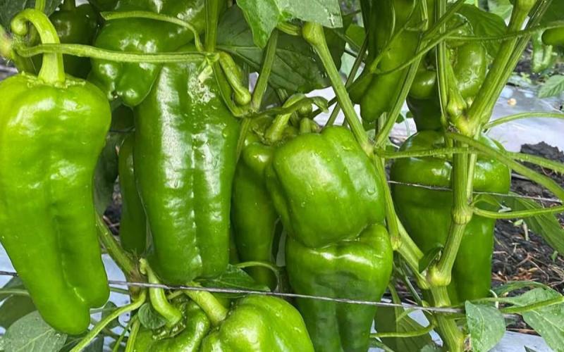 Cultive chile pimiento en su hogar