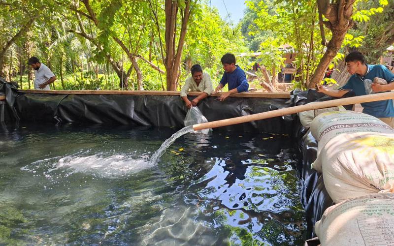 Entregados más de 24 mil alevines de tilapia para impulsar la producción familiar