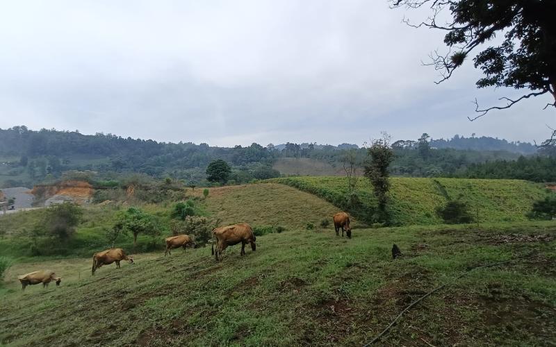 Exceso de humedad y lluvias podrían dañar cultivos y afectar al ganado
