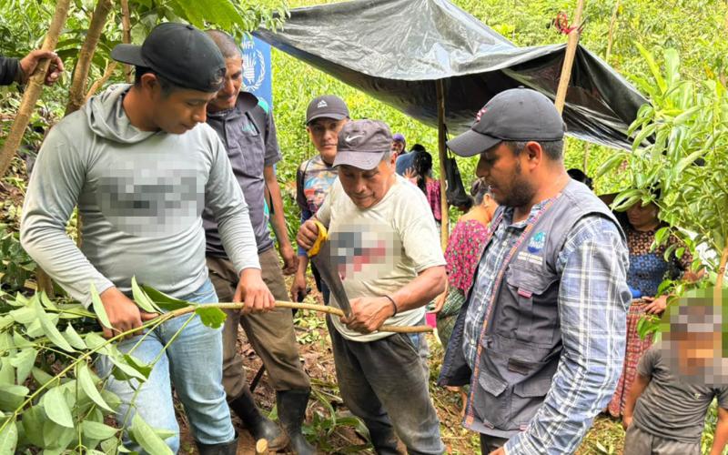 Familias de Alta Verapaz mejoran capacidades del manejo y cosecha de canela