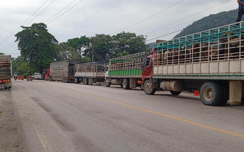 Inspeccionados más de un millar de animales en prevención del Gusano Barrenador