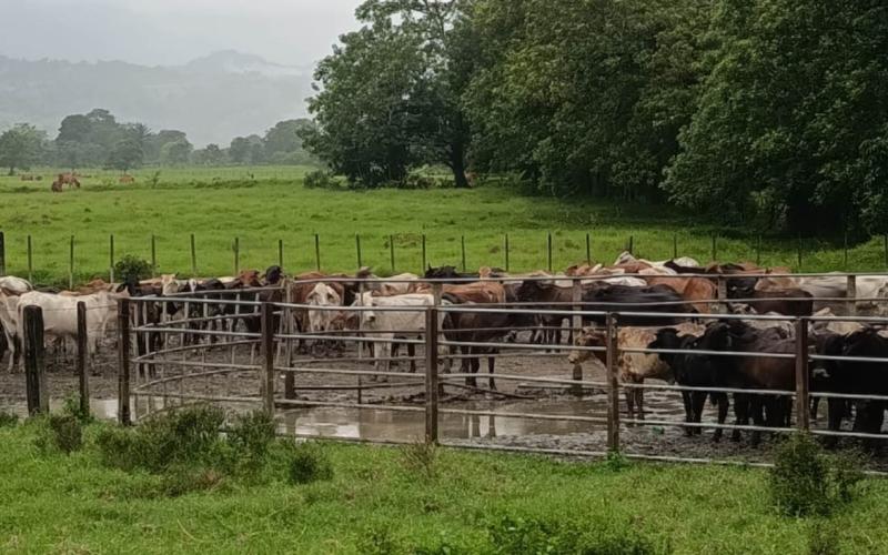 En Izabal y Petén inspeccionan más de mil animales en prevención del Gusano Barrenador