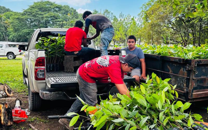 Más de 320 mil plántulas forestales producidas en Petén