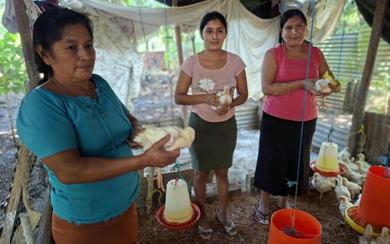 Mujeres de Purushila transforman su economía con emprendimiento avícola