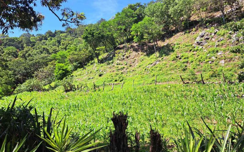 Ola de frío en fin de semana amenaza la producción agrícola en el occidente