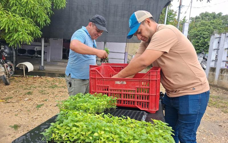 Productores de El Chal reciben pilones para el cultivo de chile Cobán