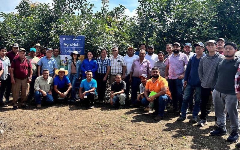 Promueven buenas prácticas agrícolas e innovación en fincas aguacateras de Guatemala