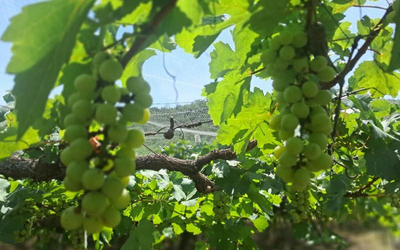 Protegen plantaciones de uva mediante el uso de control biológico en Usumatlán