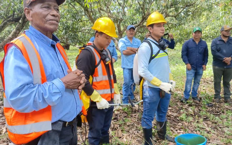 Refuerzan vigilancia para evitar que moscas de la fruta causen daños a cultivos