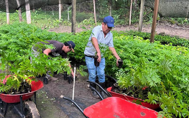 Sistemas agroforestales fortalecen una producción sostenible