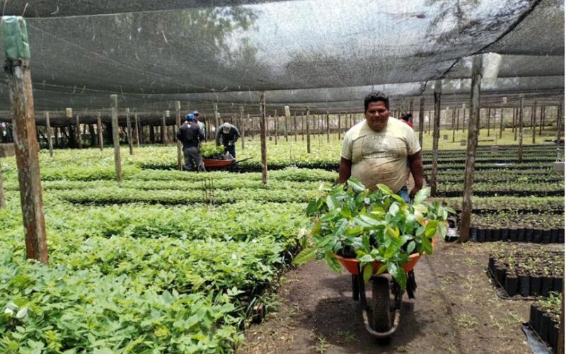 MAGAcciones | Más de 320 mil plántulas forestales producidas en Petén