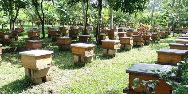 abejas