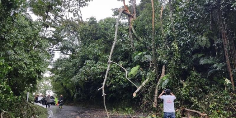 Lluvias y fuertes vientos causaron caída de árbol en Colomba, Quetzaltenango, incidente registrado el jueves 22 de julio.