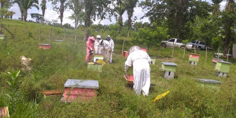 MAGA monitorea producción de miel ante amenaza de insecto