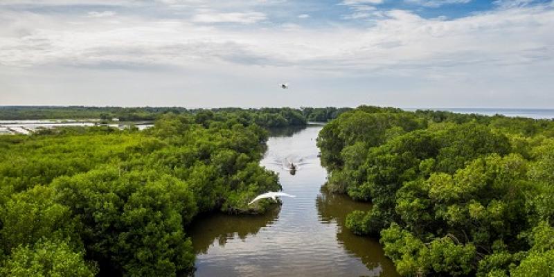 Manglar