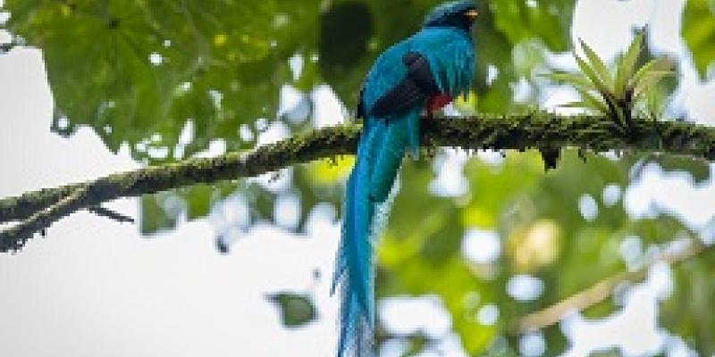 El Quetzal