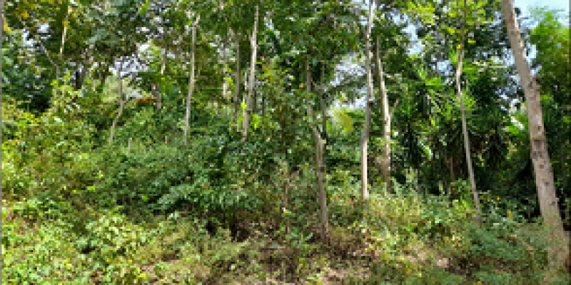Bosques reforestados en El Progreso