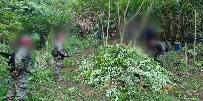 Ejército de Guatemala localiza y erradica más de 200 mil  arbustos de coca en Livingston Izabal