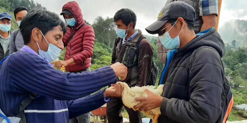 Vacunación de aves