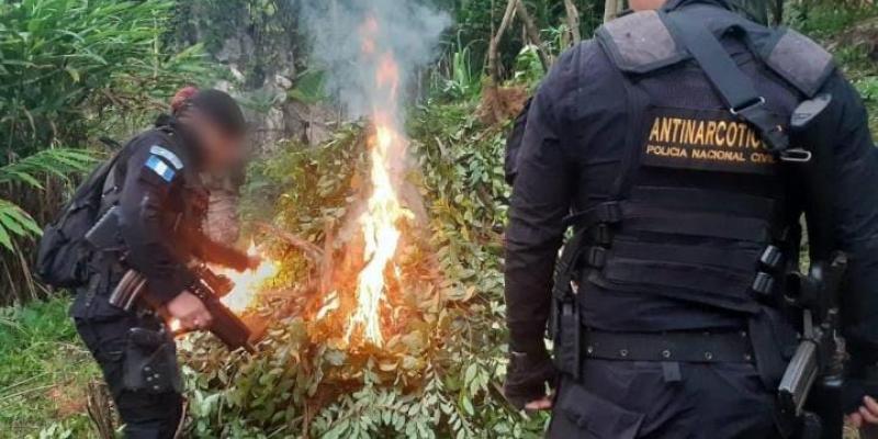 PNC erradica más de 270 mil arbustos de Hoja de Coca en Livingston, Izaba