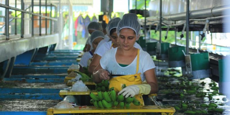 Unen esfuerzos para mejorar precios a los productores de banano