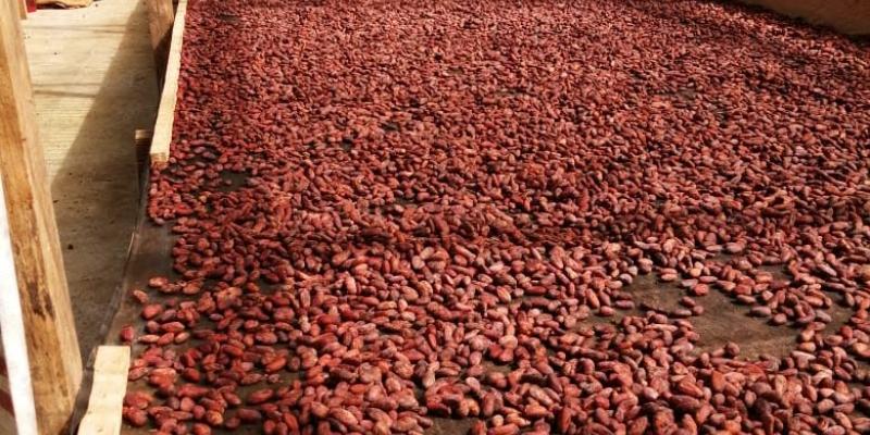 MAGA impulsa el cacao guatemalteco a nivel regional