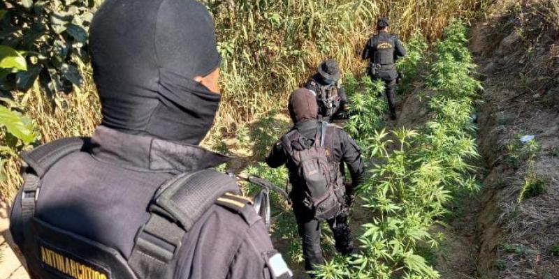 Erradican Marihuana en dos departamentos del país