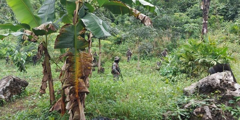 Ejército de Guatemala localizó y apoyó erradicación de 96 mil 168 arbustos de coca en Alta Verapaz