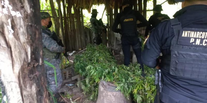Ejército apoya labores de erradicación de matas de marihuana en Petén.
