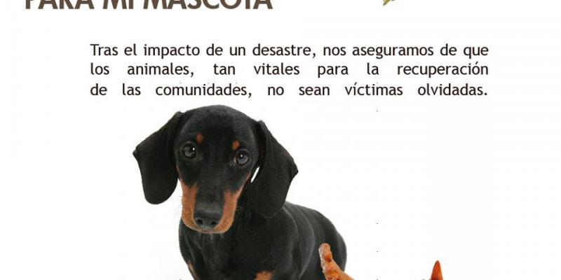CONRED recomienda elaborar el Kit de Emergencias para Mascotas. 
