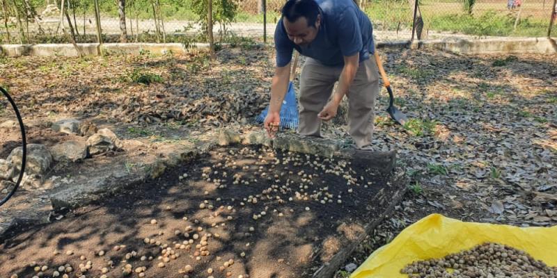 Producción de semillas fomenta la reforestación en la cuenca del Lago Petén Itzá