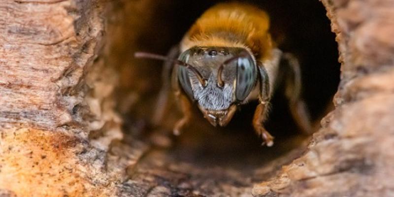 abejas