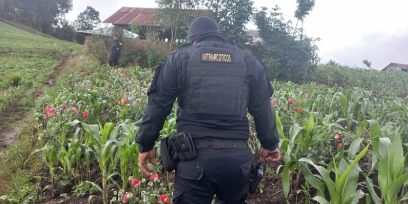 Estado de sitio en San Marcos deja 89 mil 797 matas de ilícitos erradicadas 