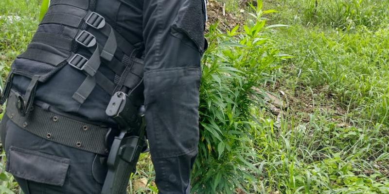 Erradican plantaciones ilícitas en Petén